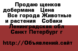 Продаю щенков добермана › Цена ­ 45 000 - Все города Животные и растения » Собаки   . Ленинградская обл.,Санкт-Петербург г.